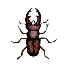Fototapeta premium vector illustration of a stag beetle drawn by hand in the style of doodle, vintage