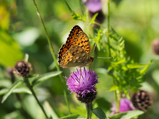 Argynnis aglaja - Gros plan sur un papillon Grand nacré ou l'Aglaé ailes semi-ouvertes butinant...