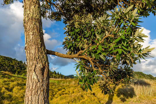 Tree with Branch, Waikawau Bay in the Backround, Coromandel, New Zealand
