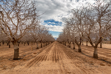 Fototapeta na wymiar A nut farm in Arizona during winter