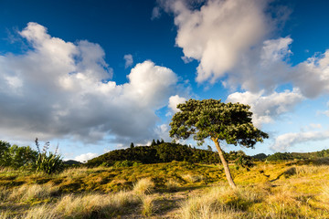 Obraz premium Lonely Tree with Waikawau Bay in the Backround, Coromandel, New Zealand
