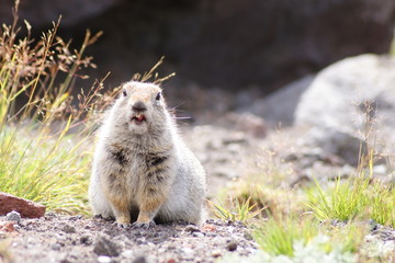 An arctic ground squirrel sceptic look
