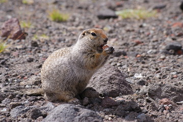 Naklejka na ściany i meble An arctic ground squirrel eating