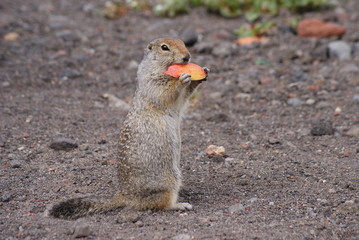 An arctic ground squirrel eating a piece of apple