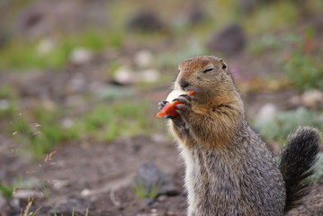 An arctic ground squirrel eating a piece of apple
