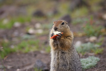 Naklejka na ściany i meble An arctic ground squirrel eating a piece of apple