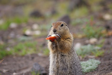 Naklejka na ściany i meble An arctic ground squirrel eating a piece of apple