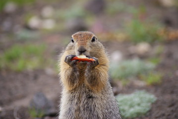 An arctic ground squirrel eating a piece of apple
