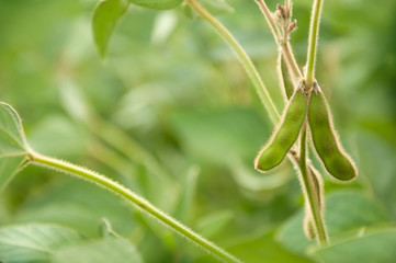 Pods of soybean on a soybean plant. Agricultural soybean plant. The stem of a soy plant on the...