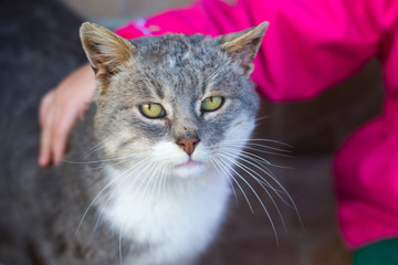 .the friendly cat loves to be caressed by a child