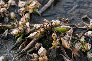 Dead remains of common water hyacinth, camalote, in the Guadiana river on its way through Medellin