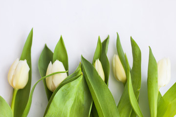 Obraz premium Białe tulipany w rzędzie, białe tło, selektywna ostrość, wolne miejsce na kopię