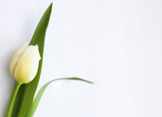 Women's day concept: single tulip close up, white background, selective focus, free copy space