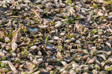 Dead remains of common water hyacinth, camalote, in the Guadiana river on its way through Medellin