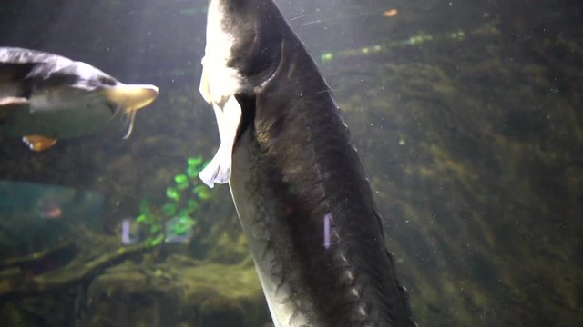 sturgeon in the aquarium