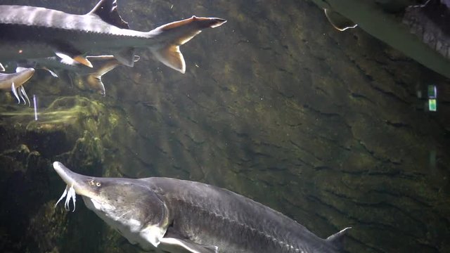 sturgeon in the aquarium