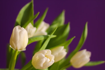 White tulips close up, purple background, perfect for wishes, cards, backdrops, selective focus