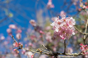 Cherry Blossom