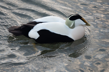Common eiders (Somateria mollissima), found in the northern coasts of Europe and North America. It...