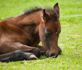 Naklejka na ściany i meble Young sporthorse foal lying on meadow and sleep