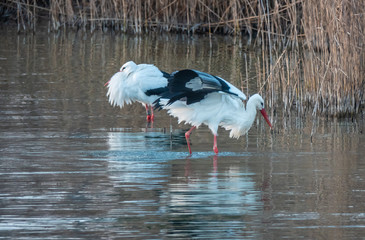 With increasing global warming, large colonies of stork have changed migratory patterns, spending the winter on the shores of the Upper Zurich Lake (Obersee) in the Swiss Alps.