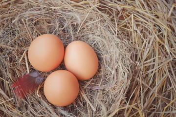 Top view of three brown eggs and chicken feather in hay nest on dried straw background, close up with copy space