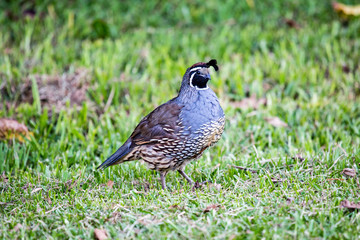 California quail - Callipepla californica male in the green grass in New Zealand. This bird originally lived in America, was introducated to Australia, New Zealand.