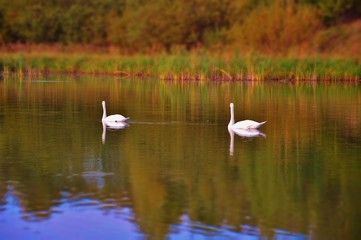 Łabędzie, jezioro, natura © Ewa