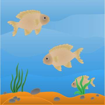 fish in aquarium with pebbles