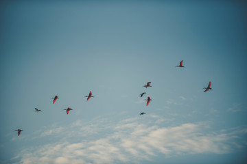 Flying Birds
