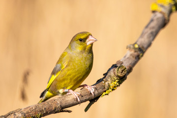 Fototapeta premium Greenfinch, Carduelis chloris, perched on a mossy branch 