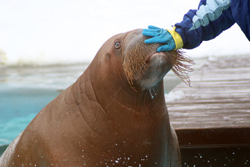 Walrus in the wild and man. Friendship.
