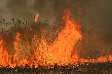 fire burn grass