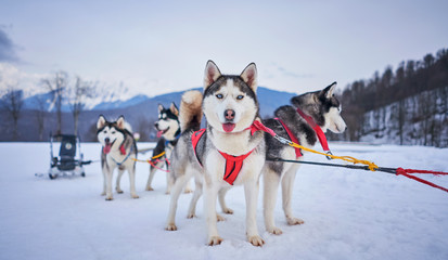 husky in harness in the mountains © Alexander Lupin