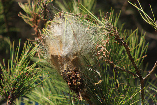 ninho de lagarta do pinheiro