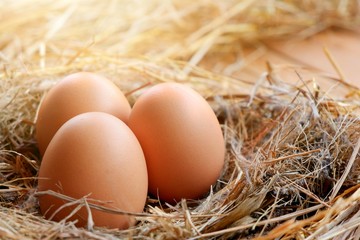Flare light on surface of three chicken eggs in hay nest and straw on wooden planks, close up with blurred background