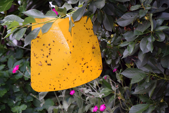 Insektenfalle