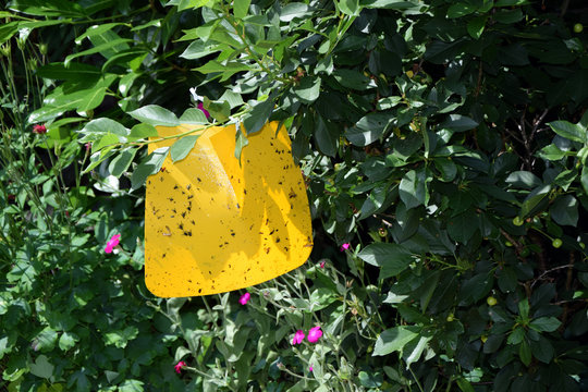 Insektenfalle