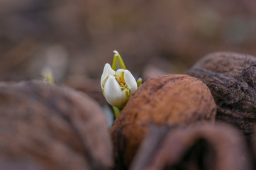snow drop flower in my season garden