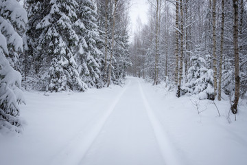 road in winter forest