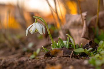 snow drop flower in my season garden