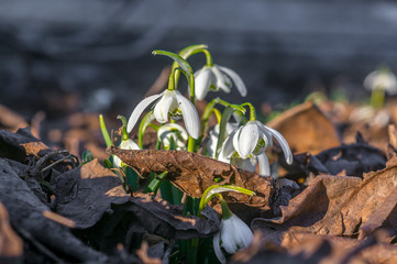 snow drop flower in my season garden
