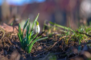 snow drop flower in my season garden