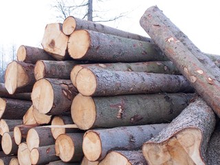 Lagerplatz - gerodete Baumstämme trocknen im Wald