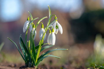 snow drop flower in my season garden