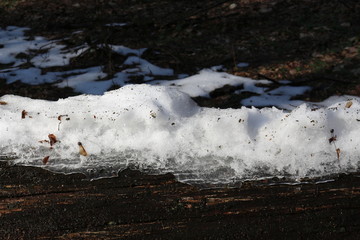 Fototapeta premium Spring came in the forest. The snow melted. The icy snow remained lying only on the fallen tree.