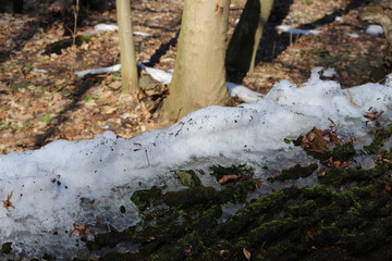 Obraz premium Spring came in the forest. The snow melted. The icy snow remained lying only on the fallen tree.