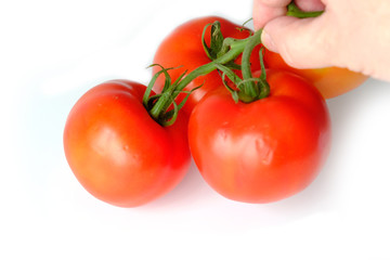 Tomatoes in hand isolated on white background