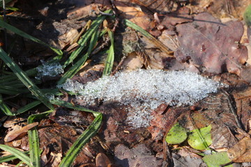  Young green grass grows through the snow and last year’s dry leaves