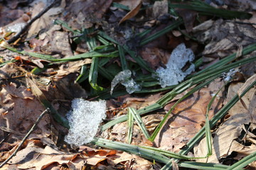  Young green grass grows through the snow and last year’s dry leaves